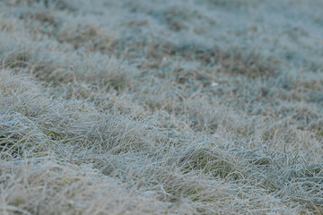 Expansive green grass field adorned with dew drops, reflecting morning light, evoking a peaceful...