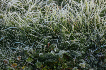 Expansive green grass field adorned with dew drops, reflecting morning light, evoking a peaceful...