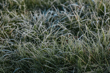 Expansive green grass field adorned with dew drops, reflecting morning light, evoking a peaceful...