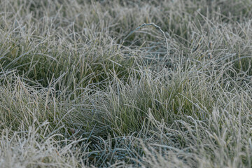 Expansive green grass field adorned with dew drops, reflecting morning light, evoking a peaceful...