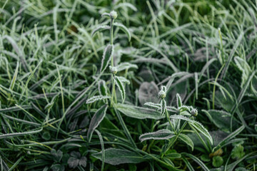 Expansive green grass field adorned with dew drops, reflecting morning light, evoking a peaceful...