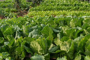 "The crops are densely planted, ready for harvest