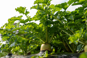 Green daikon radish plants are growing in neat rows