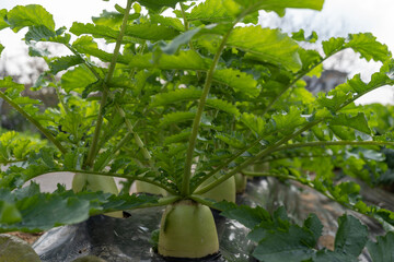 Green daikon radish plants are growing in neat rows