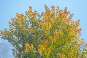 Large tree with colorful autumn leaves showcasing a blend of green and orange hues under a bright...