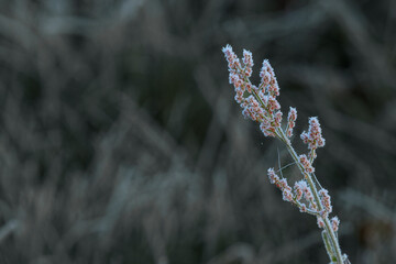 Expansive green grass field adorned with dew drops, reflecting morning light, evoking a peaceful...