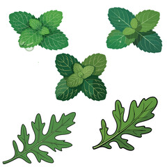 Fresh green mint and arugula leaves arranged artistically for culinary and herbal use