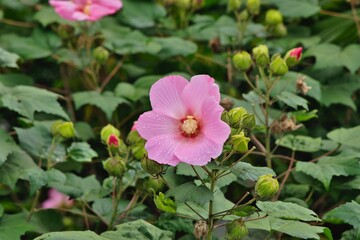 雨上がりの芙蓉の花