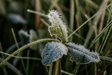 Close-up view of a pink flower with frost on petals and leaves, surrounded by a soft blurred...