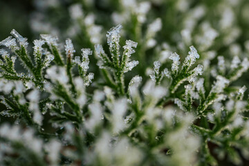 Detailed close-up of green leaves adorned with frost, highlighting the intricate ice formations and the serene beauty of winter's influence on nature