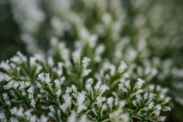 Detailed close-up of green leaves adorned with frost, highlighting the intricate ice formations and the serene beauty of winter's influence on nature