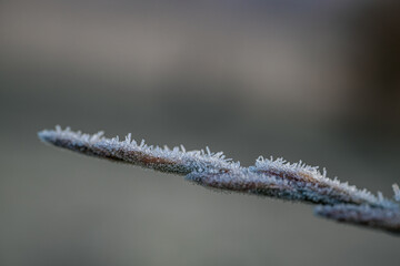 Detailed close-up of green leaves adorned with frost, highlighting the intricate ice formations and the serene beauty of winter's influence on nature