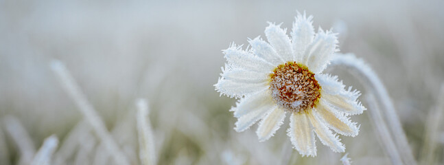 Frosted daisy flower with intricate details is surrounded by icy grass, highlighting the serene...