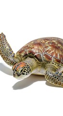 A detailed close-up studio shot of a green sea turtle with intricate patterns on its shell and flippers against a stark white background.