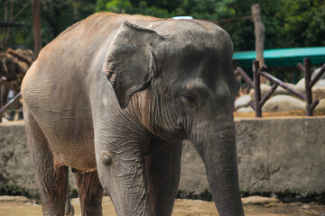 Fototapeta premium Sumatran elephant standing in the zoo under sunlight