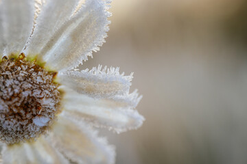 Frosted daisy flower with intricate details is surrounded by icy grass, highlighting the serene...
