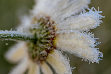 Frosted daisy flower with intricate details is surrounded by icy grass, highlighting the serene...