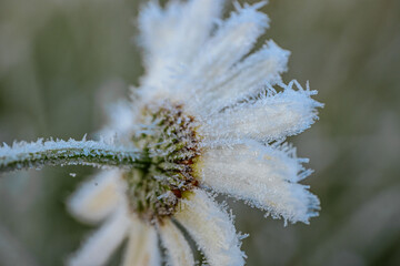 Obraz premium Frosted daisy flower with intricate details is surrounded by icy grass, highlighting the serene beauty of winter, evoking a sense of tranquility and natures artistry.