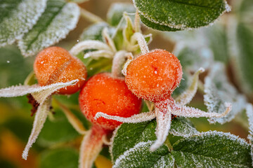 Obraz premium Frosty leaves adorned with bright red berries stand out against a softly blurred autumn backdrop, highlighting the intricate details of natures seasonal transformation