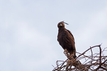long crested eagle or lophaetus occipitalis bird perched in tree