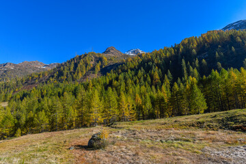High mountain panorama in late summer, early autumn, with green and yellow larches, blue sky, in the Swiss Alps.