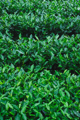 Green tea shoots grow in spring mountains