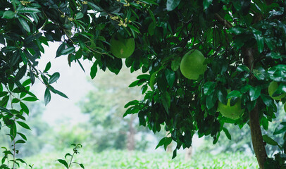 Green shaddock grow on tree