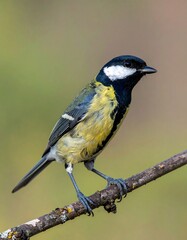 Obraz premium Great Tit Perched on Branch - A Vibrant Bird Portrait.
