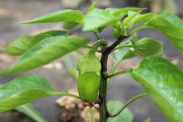 beautiful green pepper growing on a bush in the garden