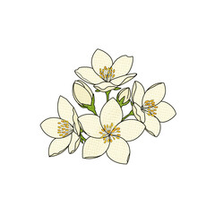 White Jasmine Flower Cluster Illustration with Fabric Weave Texture