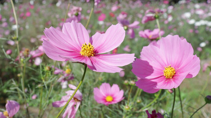 Fototapeta premium cosmos