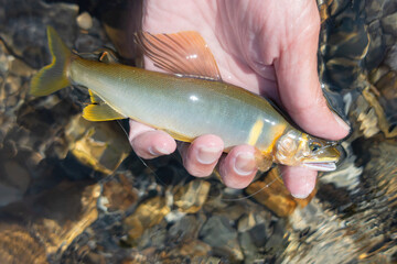 仕掛をセットしたアユ