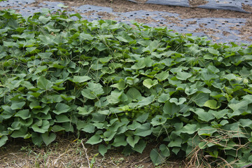This is a close-up of a sweet potato field.