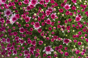 Close-up of purple chrysanthemum flowers