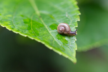 A macro shot of a tiny snail slowly moving on a wet green leaf after the rain. The delicate shell and the snail's posture on the leaf's edge express the quiet vitality of life during the rainy season.