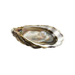 Fresh oyster in its half shell ready for consumption a gourmet seafood delicacy isolated on transparent background