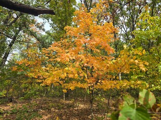 autumn in the park
