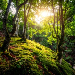 Fototapeta premium Sunlight filtering through a lush forest