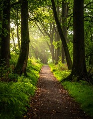 Fototapeta premium Sunlight filters through a lush forest path