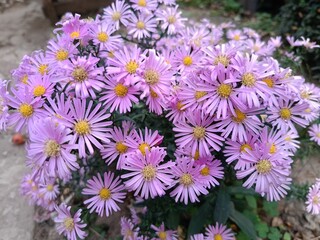 flowering of autumn shrub aster