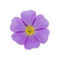 Naklejka premium Vibrant purple flower with delicate petals and bright yellow stamens isolated on transparent background
