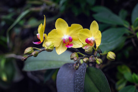 Yellow archidea flowers against a background of green leaves in the garden. Beautiful nature. Close-up.