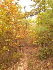 autumn in the forest