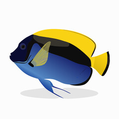 Obraz premium Blaustirn-Engelfisch