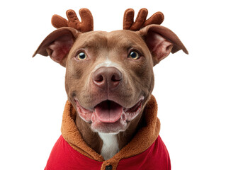 Obraz premium Happy Brown Dog Wearing Reindeer Antlers and Red Jacket on White Background