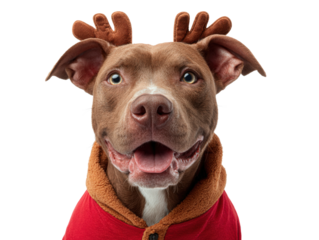 Happy Brown Dog Wearing Reindeer Antlers and Red Jacket on White Background