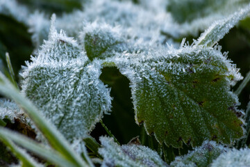 Frosty autumn morning in the forest. Deciduous plant with frosted foliage. The leaves are covered...