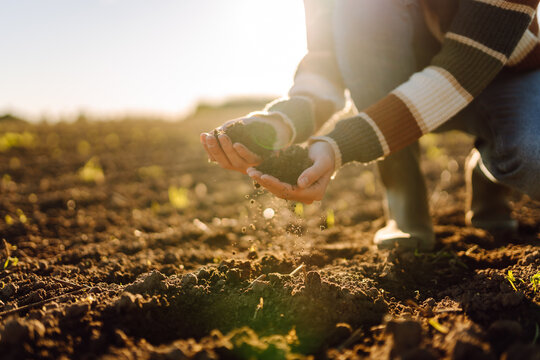 Close-up of young female farmer's hands holding fertile soil in field. Experienced agronomist checks soil, holds it in hands at sunset. Concepts of agriculture, gardening, and sowing. - Powered by Adobe