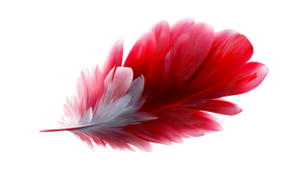 Close-up of vivid red feathers with delicate white accents, cut out transparent