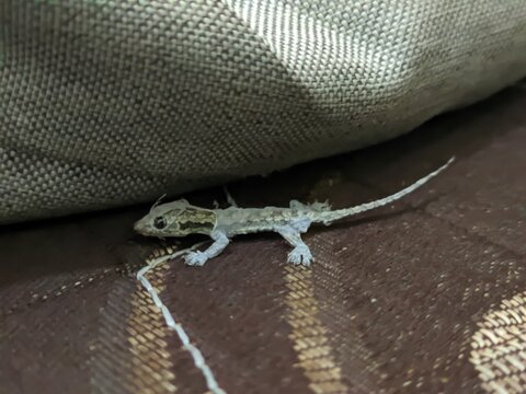 lizard on a leaf